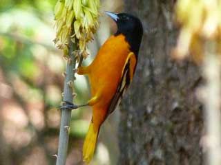 Bird Watching Photos by Bruce Burger